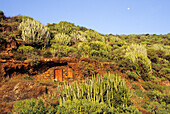 Höhlenwohnung zwischen Euphorbien, La Palma, Kanarische Inseln, Spanien, Atlantischer Ozean, Europa