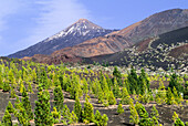 Pico Viejo, Caldeira de las Canadas, Berg Teide, Nationalpark Teide, UNESCO-Welterbe, Teneriffa, Kanarische Inseln, Spanien, Atlantik, Europa