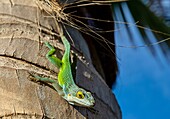 Antiguan Anole Lizard (Anolis Leachii), Bermuda, North Atlantic, North America