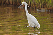 Ein Seidenreiher (Egretta garzetta), während der Brutzeit, auf Brownsea Island, einem Naturschutzgebiet in Poole Harbour, Dorset, England, Vereinigtes Königreich, Europa