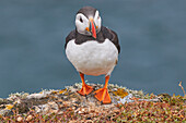 Papageientaucher (Fratercula arctica), auf der Insel Skomer im Juli, einem Naturschutzgebiet vor der Küste von Pembrokeshire, Wales, Vereinigtes Königreich, Europa