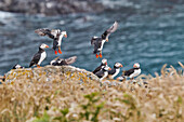 Papageitaucher (Fratercula arctica), im Juli auf der Insel Skomer, einem Naturschutzgebiet vor der Küste von Pembrokeshire, Wales, Vereinigtes Königreich, Europa