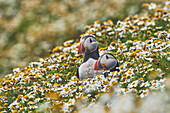 Papageientaucher (Fratercula arctica), auf der Insel Skomer im Juli, einem Naturschutzgebiet vor der Küste von Pembrokeshire, Wales, Vereinigtes Königreich, Europa