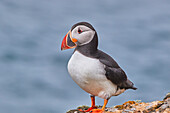 Papageientaucher (Fratercula arctica), auf der Insel Skomer im Juli, einem Naturschutzgebiet vor der Küste von Pembrokeshire, Wales, Vereinigtes Königreich, Europa