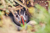 Atlantic Puffin (Fratercula arctica) in its burrow on Skomer Island in July, a nature reserve off the coast of Pembrokeshire, Wales, United Kingdom, Europe