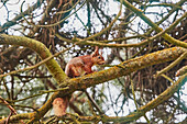 A Red Squirrel (Sciurus vulgaris), in conifer woodland on Brownsea Island, a nature reserve in Poole Harbour, Dorset, England, United Kingdom, Europe