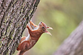 A Red Squirrel (Sciurus vulgaris), in conifer woodland on Brownsea Island, a nature reserve in Poole Harbour, Dorset, England, United Kingdom, Europe