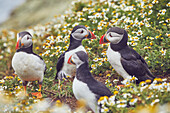 Papageientaucher (Fratercula arctica), im Juli auf der Insel Skomer, einem Naturschutzgebiet vor der Küste von Pembrokeshire, Wales, Vereinigtes Königreich, Europa