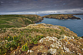 A view from High Cliff to the Neck, on the east coast of Skomer Island, a nature reserve off the coast of Pembrokeshire, Wales, United Kingdom, Europe