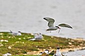 Flussseeschwalben (Sterna hirundo), in ihrer Brutkolonie im Juni, auf Brownsea Island, einem Naturschutzgebiet im Hafen von Poole, Dorset, England, Vereinigtes Königreich, Europa