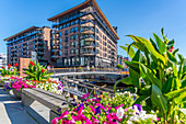 View of summer flowers and waterfront architecture, Aker Brygge, Oslo, Norway, Scandinavia, Europe