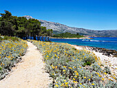 Footpath by the Sea on Badija, Korcula, Croatia, Europe