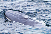 Eine sehr seltene Sichtung eines erwachsenen Blauwals (Balaenoptera musculus), der im Svalbard Archipelago auftaucht, Norwegen, Arktis, Europa