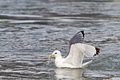 Adult black-legged kittiwakes (Rissa tridactyla) feeding at the base of a glacier in the Svalbard Archipelago, Norway, Arctic, Europe