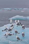 Adult black-legged kittiwakes (Rissa tridactyla) resting on ice in the Svalbard Archipelago, Barents Sea, Norway, Arctic, Europe