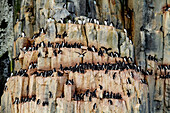 Trottellumme (Uria lomvia) am Brut- und Nistplatz am Kap Fanshawe im Svalbard-Archipel, Norwegen, Arktis, Europa