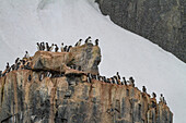 Trottellumme (Uria lomvia) Brut- und Nistplatz am Kap Fanshawe im Svalbard-Archipel, Norwegen, Arktis, Europa