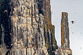 Trottellumme (Uria lomvia) Brut- und Nistplatz am Kap Fanshawe im Svalbard-Archipel, Norwegen, Arktis, Europa