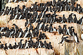 Brunnich's guillemot (Uria lomvia) breeding and nesting site at Cape Fanshawe in the Svalbard Archipelago, Norway, Arctic, Europe