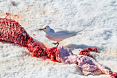 An adult ivory gull (Pagophila eburnea) on ringed seal kill on Spitsbergen in the Svalbard Archipelago, Norway, Arctic, Europe