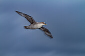 Northern fulmar (Fulmarus glacialis glacialis) motion blur on the wing the Svalbard Archipelago, Norway, Arctic, Europe