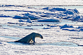 Ein erwachsener Eisbär (Ursus maritimus) schwimmt und zieht sich auf eine Eisscholle im Svalbard Archipelago, Norwegen, Arktis, Europa