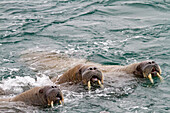 Neugieriger ausgewachsener Walrossbulle (Odobenus rosmarus rosmarus) nähert sich dem Schiff auf der Insel Moffen im Svalbard-Archipel, Norwegen, Arktis, Europa