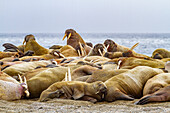 Ausgewachsener Walrossbulle (Odobenus rosmarus rosmarus) am Strand von Poolepynten auf Prins Karls Vorland im Svalbard Archipelago, Norwegen, Arktis, Europa