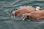 Neugieriger Walrossbulle (Odobenus rosmarus rosmarus) nähert sich dem Schiff auf der Insel Moffen im Svalbard-Archipel, Norwegen, Arktis, Europa