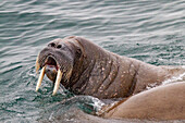 Neugieriger Walrossbulle (Odobenus rosmarus rosmarus) nähert sich dem Schiff auf der Insel Moffen im Svalbard-Archipel, Norwegen, Arktis, Europa