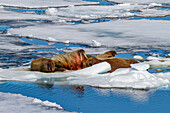 Ausgewachsener Walrossbulle (Odobenus rosmarus rosmarus) auf dem Eis im Svalbard-Archipel, Norwegen, Arktis, Europa