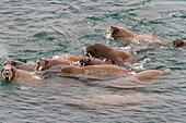 Neugieriger Walrossbulle (Odobenus rosmarus rosmarus) nähert sich dem Schiff auf der Insel Moffen im Svalbard Archipelago, Norwegen, Arktis, Europa