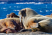 Ausgewachsener Walrossbulle (Odobenus rosmarus rosmarus) am Strand des Svalbard-Archipels, Norwegen, Arktis, Europa