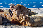 Ausgewachsener Walrossbulle (Odobenus rosmarus rosmarus) am Strand des Svalbard-Archipels, Norwegen, Arktis, Europa