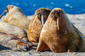 Ausgewachsener Walrossbulle (Odobenus rosmarus rosmarus) am Strand des Svalbard-Archipels, Norwegen, Arktis, Europa