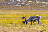 Adult Svalbard reindeer (Rangifer tarandus platyrhynchus) grazing on tundra in the Svalbard Archipelago, Norway, Arctic, Europe