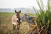 Donkeys on a bank of the Nile, Egypt, North Africa, Africa