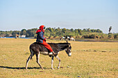 Kind reitet auf einem Esel, Ufer des Nils bei Daraw, Ägypten, Nordafrika, Afrika