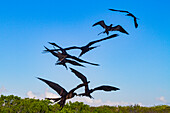 Great frigatebird (Fregata minor) feeding on erupting green sea turtle (Chelonia mydas) hatchlings in the Galapagos, UNESCO World Heritage Site, Ecuador, South America