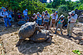 Galapagos-Riesenschildkröte (Geochelone elephantopus) in Gefangenschaft in der Charles-Darwin-Forschungsstation, Galapagos, UNESCO-Weltnaturerbe, Ecuador, Südamerika