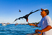 Fregattvogel (Fregata minor) nimmt Handzettel von einem Fischer in Puerto Ayora auf der Insel Santa Cruz, Galapagos, UNESCO-Weltnaturerbe, Ecuador, Südamerika