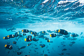 Schooling king angelfish (Holacanthus passer), underwater in the Galapagos Island Archipelago, UNESCO World Heritage Site, Ecuador, South America