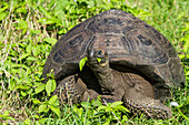 Wild Galapagos giant tortoise (Geochelone elephantopus) feeding on the upslope grasslands of Santa Cruz Island, Galapagos, UNESCO World Heritage Site, Ecuador, South America