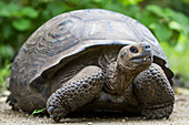 Wilde Galapagos-Riesenschildkröte (Geochelone elephantopus) in der Bucht von Urbina, Insel Isabela, Galapagos-Inseln, UNESCO-Weltnaturerbe, Ecuador, Südamerika