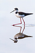 Ausgewachsener Schwarzhalsstelzenläufer (Himantopus mexicanus) beim Waten und Fressen in einer Brackwasserlagune auf der Insel Floreana, Galapagos, UNESCO-Welterbe, Ecuador, Südamerika