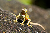 Lava lizard (Microlophus spp) in the Galapagos Islands Archipelago, UNESCO World Heritage Site, Ecuador, South America