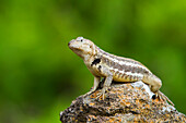 Lava lizard (Microlophus spp) in the Galapagos Islands Archipelago, UNESCO World Heritage Site, Ecuador, South America