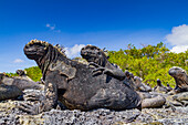 The endemic Galapagos marine iguana (Amblyrhynchus cristatus) in the Galapagos Island Archipelago, UNESCO World Heritage Site, Ecuador, South America