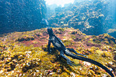 Der endemische Galapagos-Meeresleguan (Amblyrhynchus cristatus) bei der Unterwasser-Fütterung auf den Galapagos-Inseln, UNESCO-Welterbe, Ecuador, Südamerika