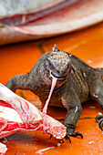 Der endemische Galapagos-Meeresleguan (Amblyrhynchus cristatus) bei der Fischfütterung auf dem Fischmarkt von Puerto Ayora, Insel Santa Cruz, Galapagos, UNESCO-Weltnaturerbe, Ecuador, Südamerika